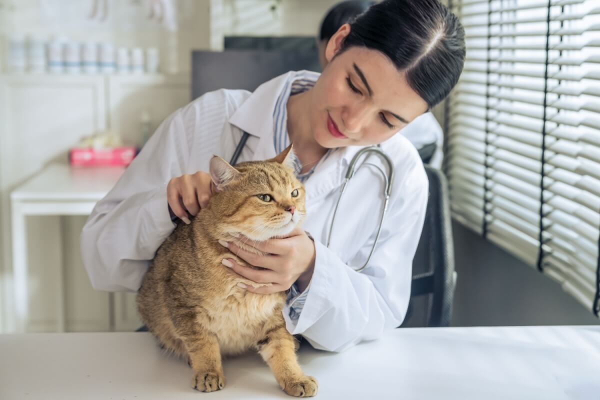 A ida ao veterinário não precisa ser estressante para o gato 