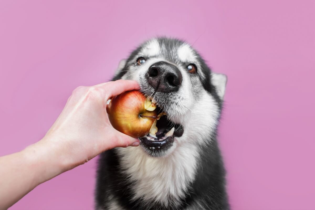 Algumas frutas podem ser benéficas para a saúde dos cachorros 