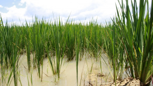 Plantação de arroz em um distrito de Guaratinguetá no Vale do Paraíba