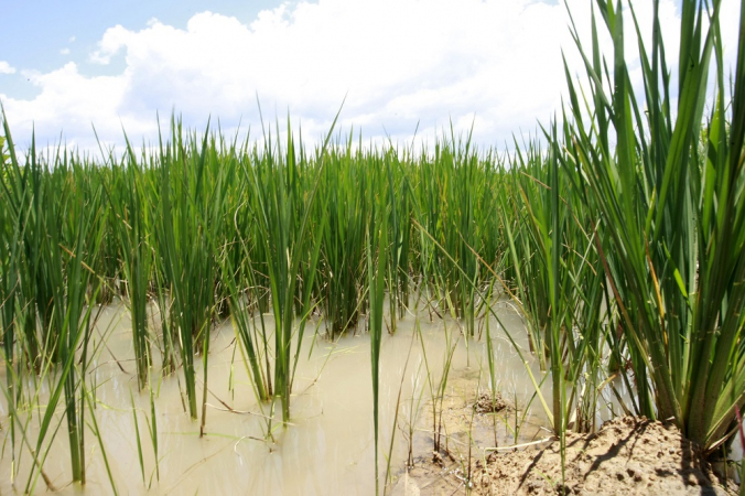 Plantação de arroz em um distrito de Guaratinguetá no Vale do Paraíba