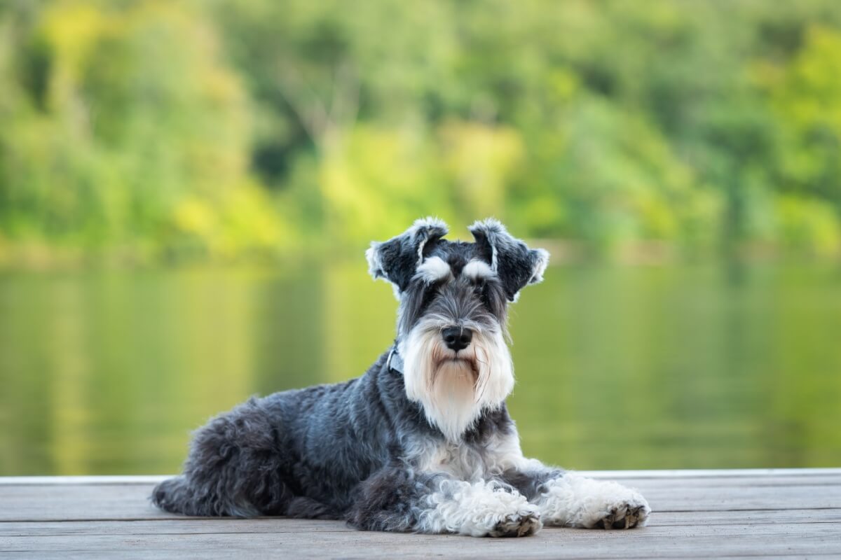 O schnauzer, com sua aparência distintiva e lealdade inigualável, é um companheiro fiel 