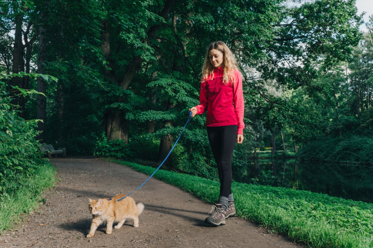 Em alguns casos, gatos precisam de passeios diários 