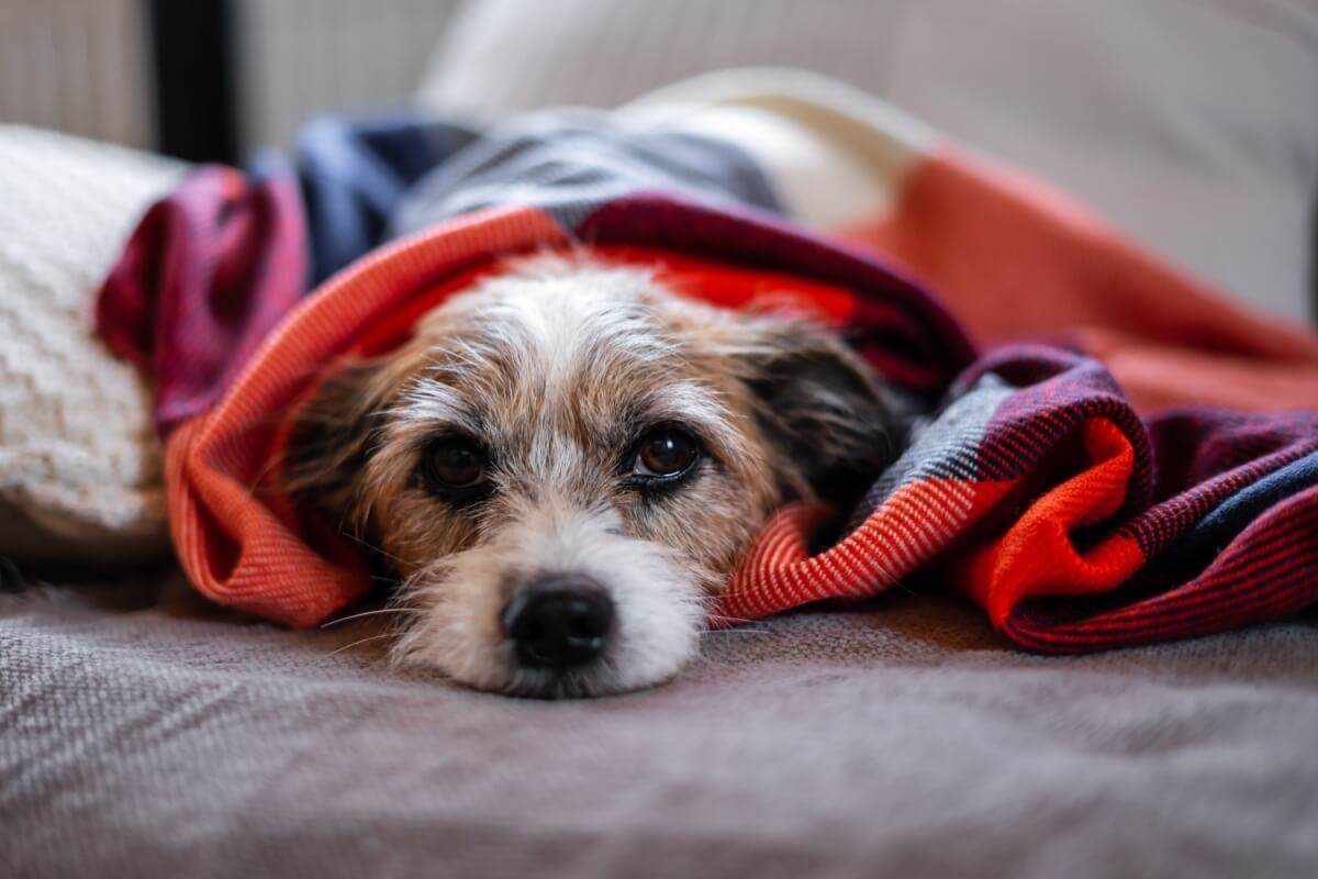 Redobrar os cuidados com os pets no frio ajuda a evitar problemas de saúde 