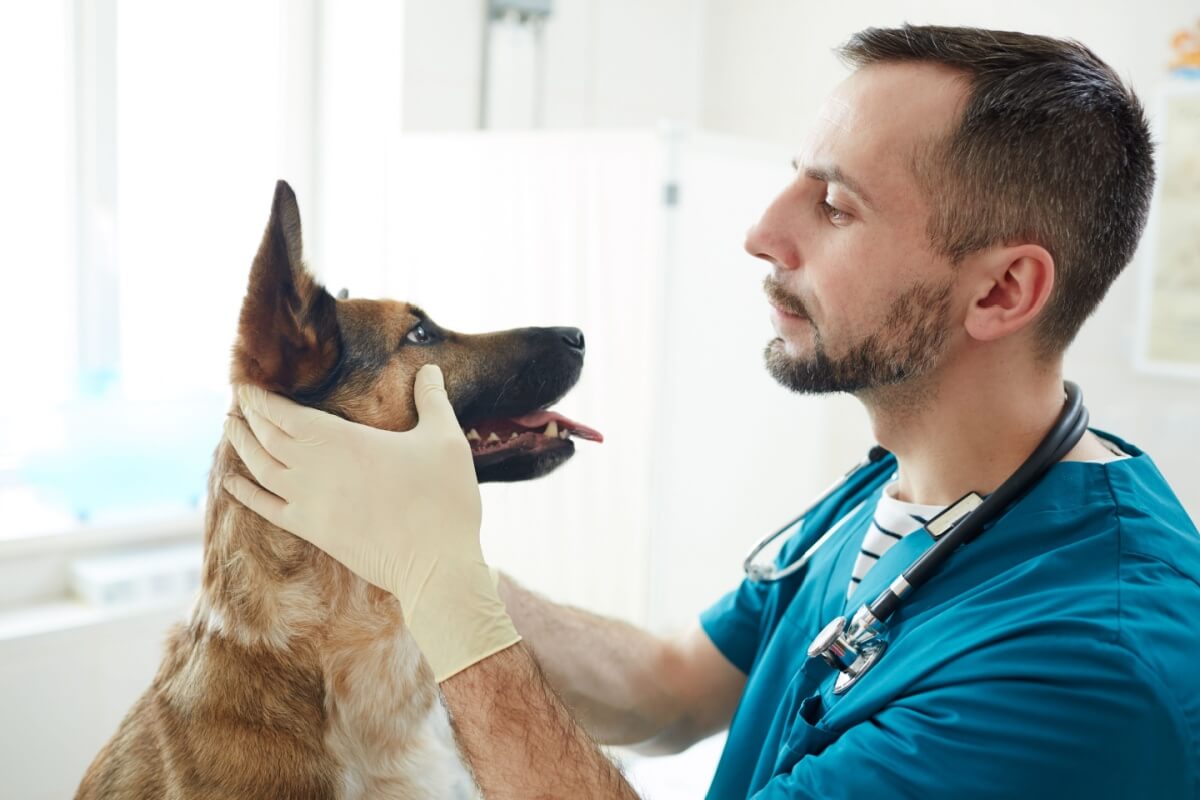 Confira os sintomas e o tratamento para catarata em cachorro
