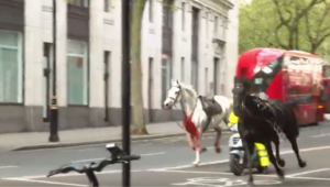 Cavalos soltos em Londres