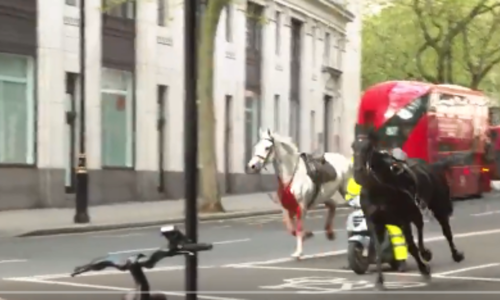 Cavalos soltos em Londres