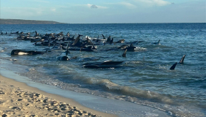 Encalhe em massa de baleias-piloto em Toby's Inlet, na Austrália Ocidental