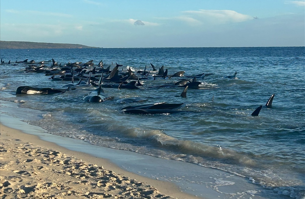 Encalhe em massa de baleias-piloto em Toby's Inlet, na Austrália Ocidental