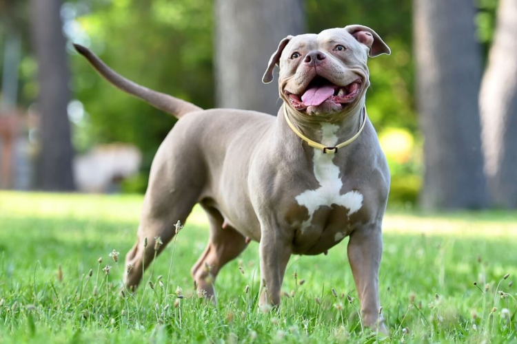 4 características do cachorro da raça american bully 