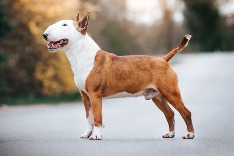 4 características do cachorro da raça bull terrier
