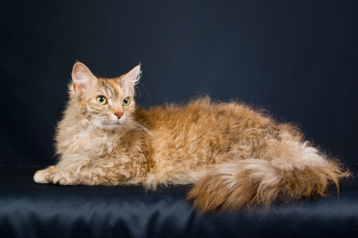 O gato LaPerm encanta com sua pelagem encaracolada 