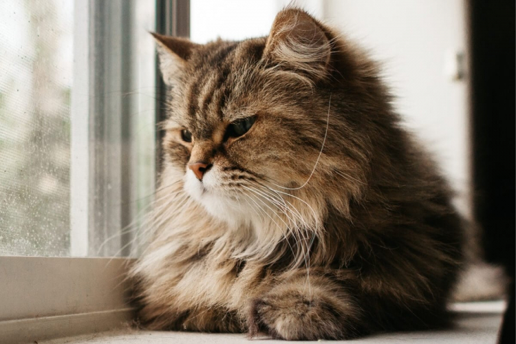 7 coisas que deixam os gatos estressados