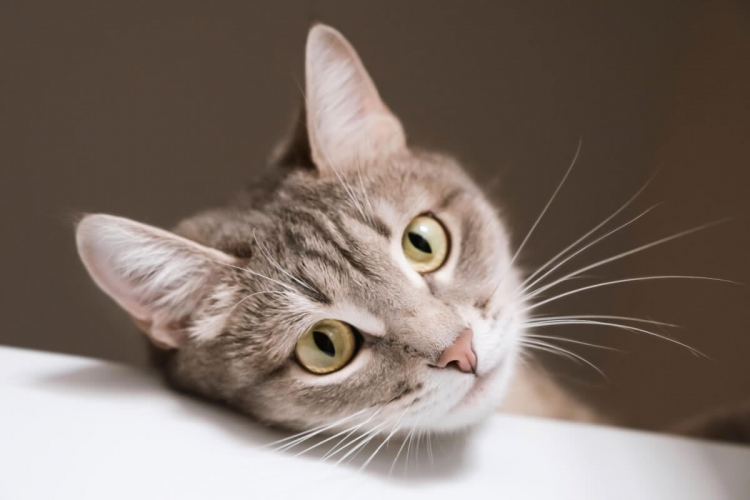 7 curiosidades sobre os bigodes dos gatos 