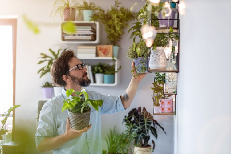 7 dicas para cuidar de plantas em casa