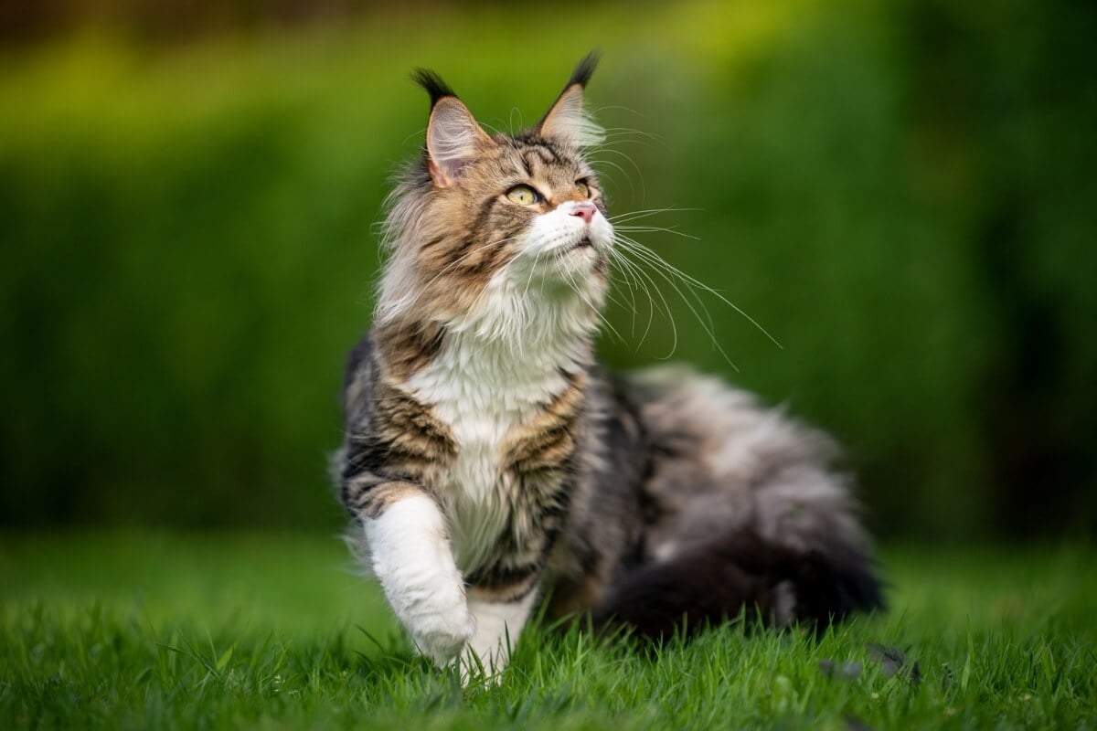 Algumas raças de gato se destacam por sua beleza única e encantadora 