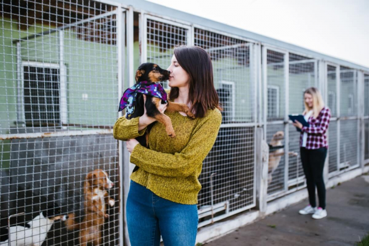 8 maneiras de ajudar abrigos de animais 