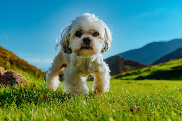 8 raças de cachorro que costumam ser teimosas 