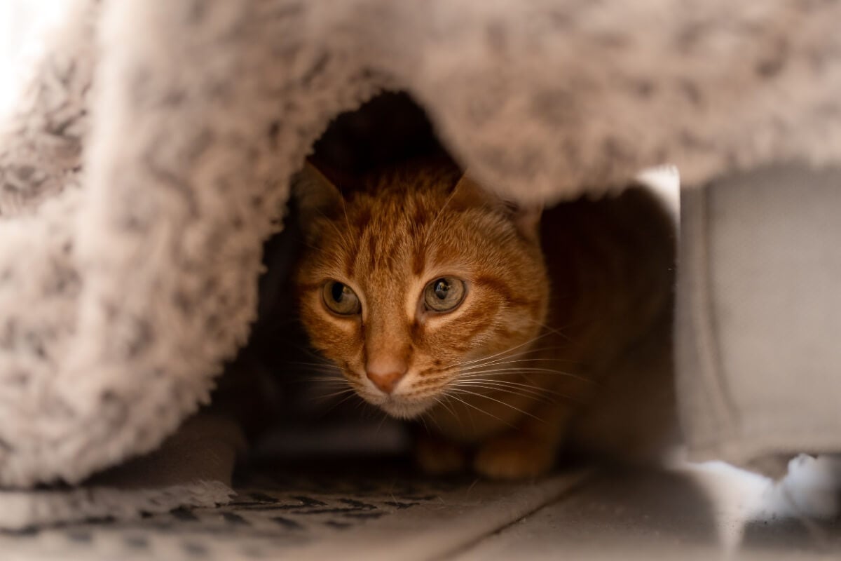 Os gatos se escondem frequentemente devido ao seu instinto de sobrevivência e desconfiança natural 