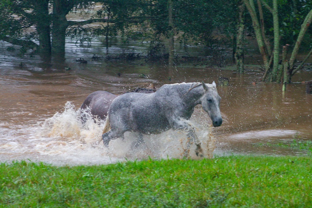 Cavalos saem da água durante enchente em Venâncio Aires