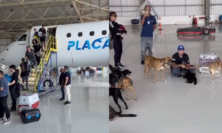 Avião de Leila Pereira resgata cerca de 100 animais no Rio Grande do Sul