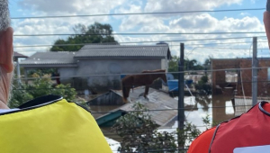 Cavalo ‘Caramelo’ é resgatado após ficar ilhado por quatro dias em telhado de casa em Canoas