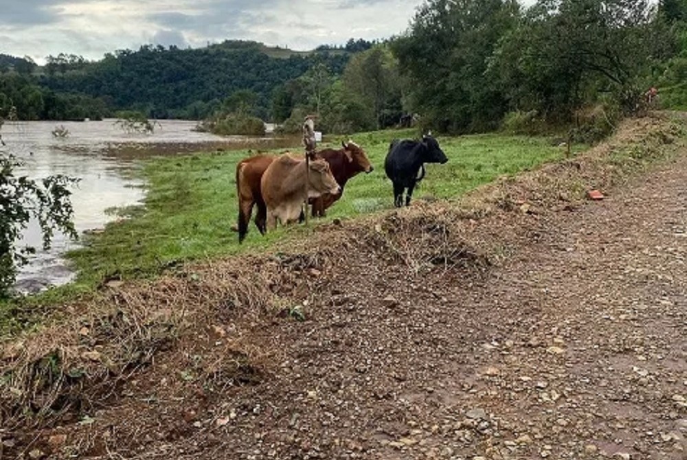 Sistema CNA/Senar lança ação para recuperar agropecuária no Rio Grande do Sul após enchentes