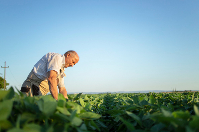 Agricultor sênior trabalhador no campo de soja verificando as colheitas