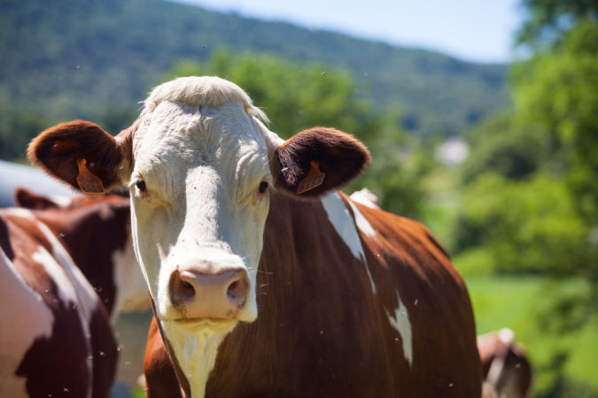 Foto fechada de vaca em pasto