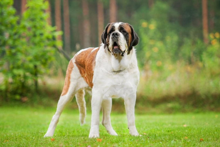 4 características do cachorro da raça São Bernardo 