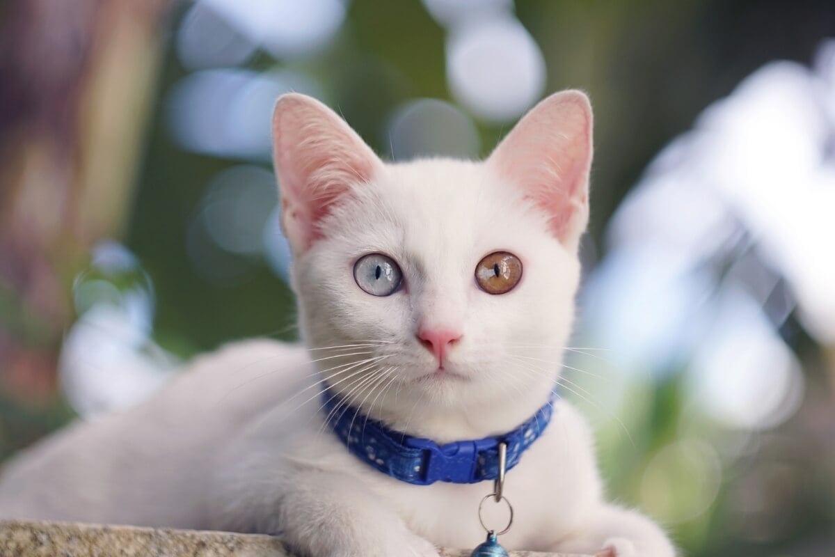 Gatos da raça khao manee se destacam por sua pelagem branca e olhos que podem variar entre azul, verde e dourado 