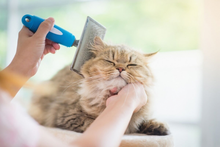 4 cuidados com a pele e pelagem de cães e gatos