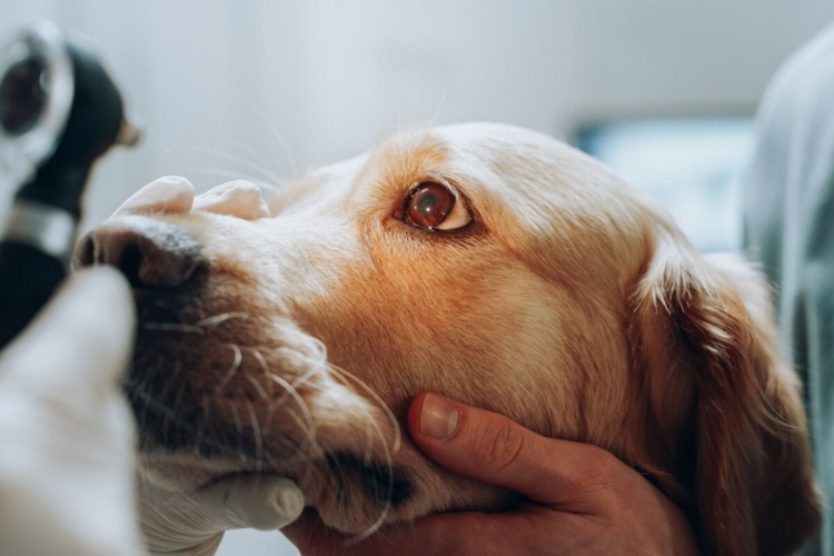 5 doenças oculares comuns em cachorros e gatos