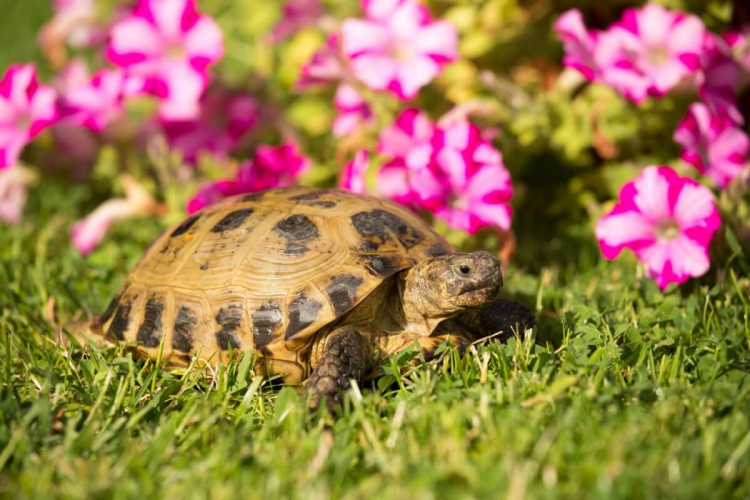5 espécies de tartarugas e jabutis para ter em casa 