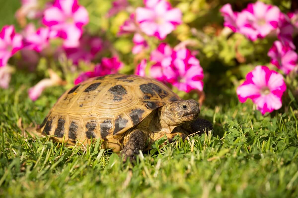 Algumas espécies de tartarugas e jabutis podem ser criadas em casa 