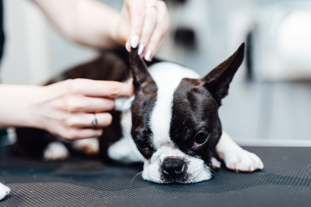 Limpar a orelha do cachorro regularmente ajuda a prevenir infecções 