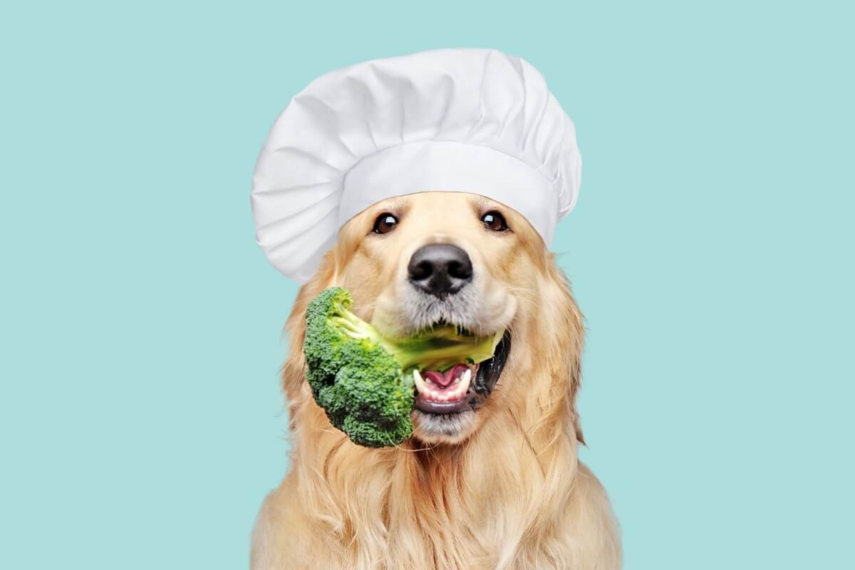 Incluir vegetais na dieta dos cachorros é uma excelente maneira de fornecer petiscos saudáveis 