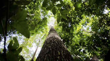 Amazônia