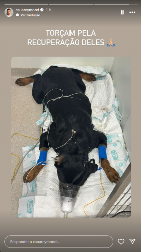 Cachorro de Cauã Reymond foi envenenado
