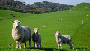ovelhas na grama