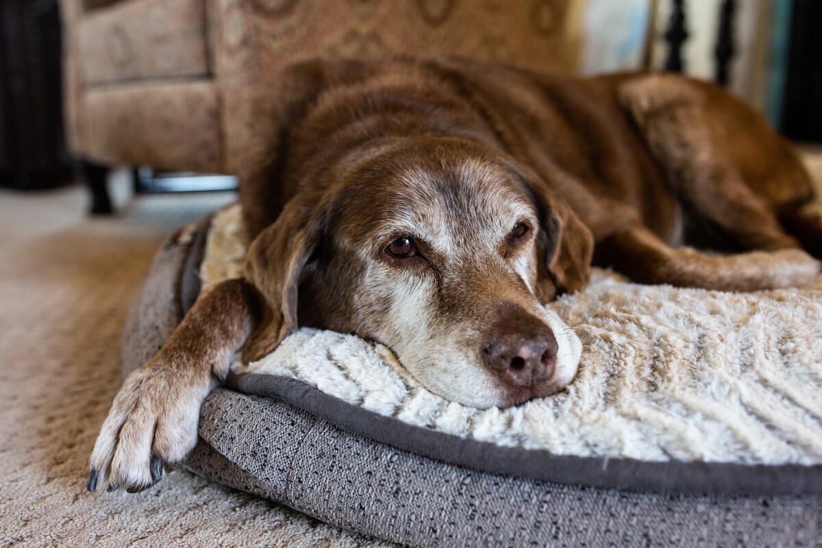 Cães idosos necessitam de alguns cuidados específicos 