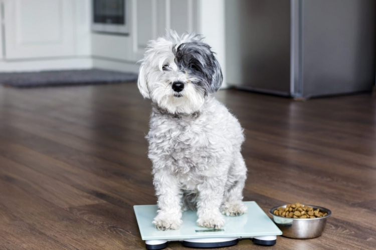 Veja os perigos da obesidade para cães e gatos