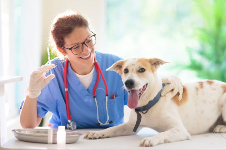 Veja quando vacinar cachorros e gatos