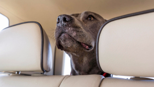 Cães e gatos também enjoam em viagens; veja dicas práticas para o conforto do seu pet