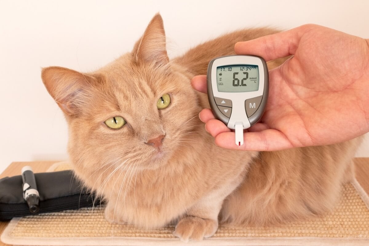 Diabetes também pode afetar os pets e, se não tratada, causa complicações graves 