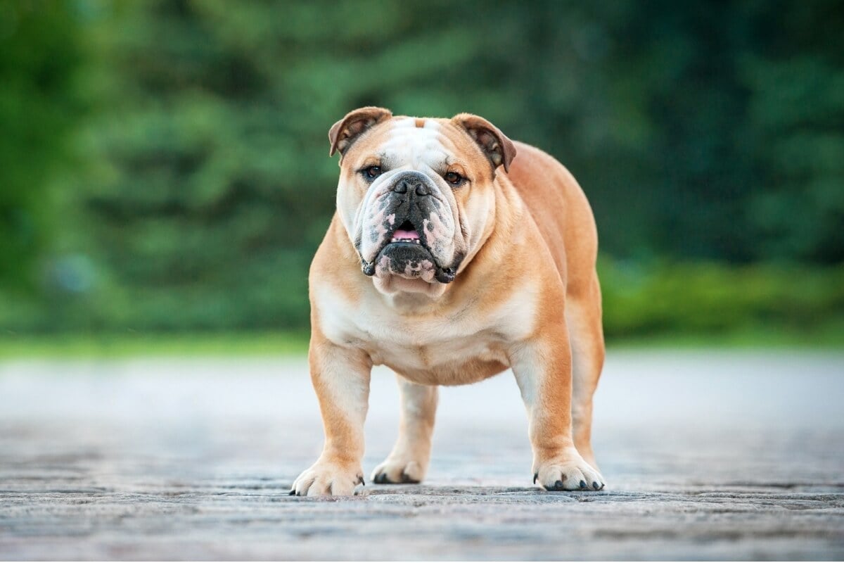 O buldogue inglês passou por transformações para se tornar um companheiro afetuoso e leal 