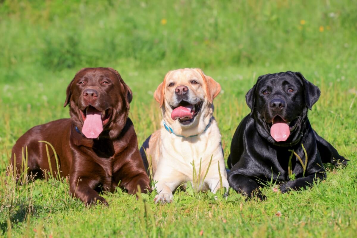 O labrador retriever é uma das raças de cachorro mais populares do mundo 