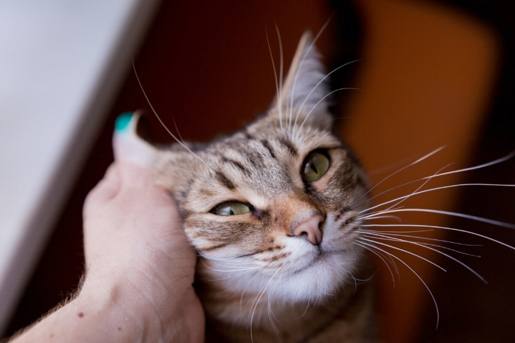 4 características do gato da raça pelo curto brasileiro