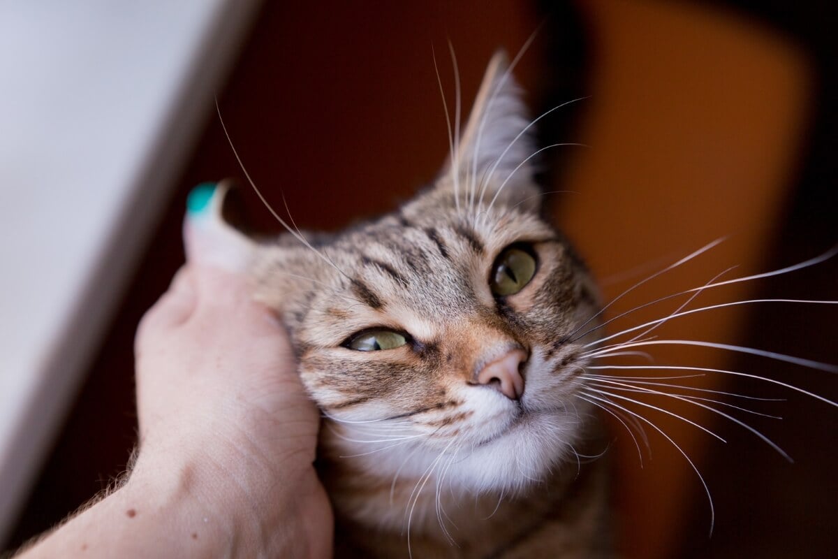 Gato de pelo curto brasileiro é considerado a única raça nacional existente 