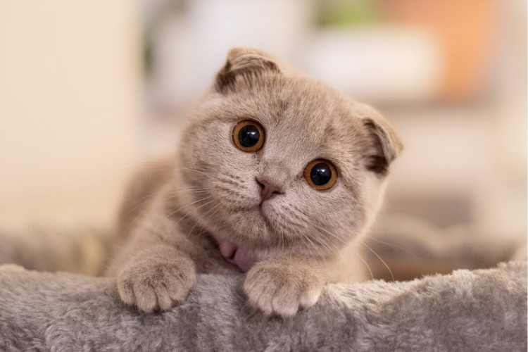 4 características do gato da raça scottish fold