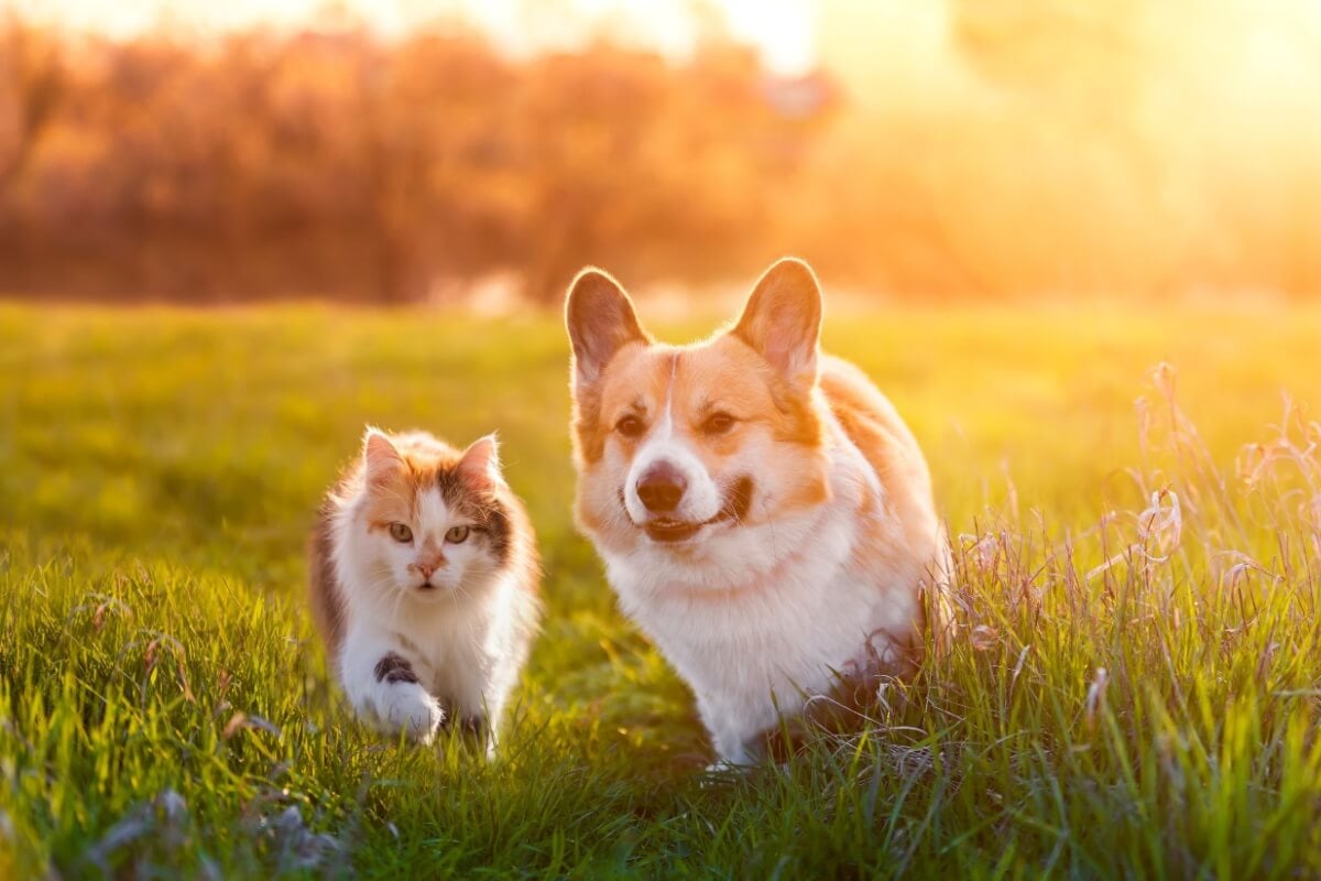 Os cães e os gatos também podem adquirir doenças que colocam sua saúde em risco 